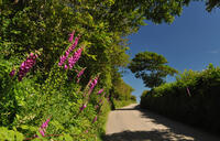 Foxgloves along the lane to Callestick